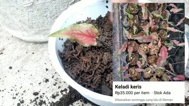Belanja Tanaman Hias, Murah Meriah Hanya 5 - 10 Ribuan Saja смотреть онлайн