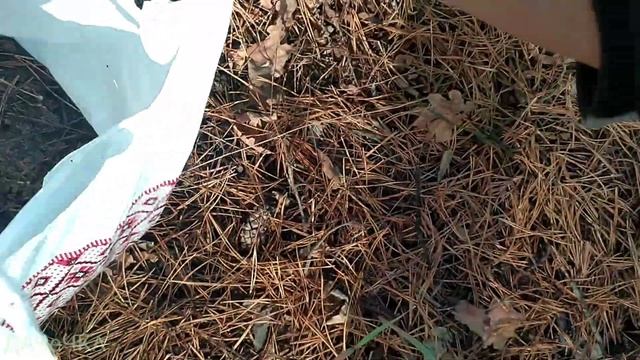 Бересклет (бруслина) на штамбі своїми руками|Частина 1