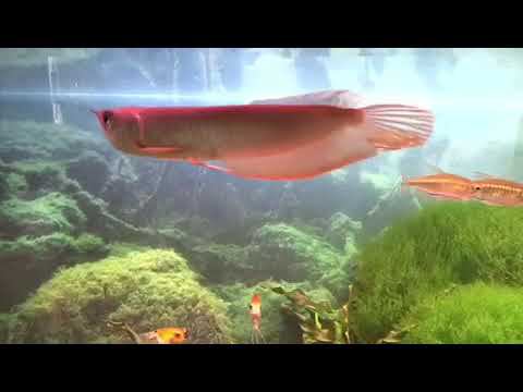 Арована в салоне #аквалого смотреть онлайн