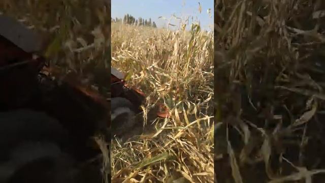 Самодельная мини трактор из мотоблока смотреть онлайн
