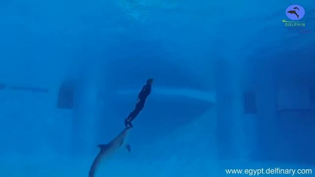 Дельфинарий в Хургаде тренировка дельфинов ⁄ Dolphin World Hurghada Egypt смотреть онлайн