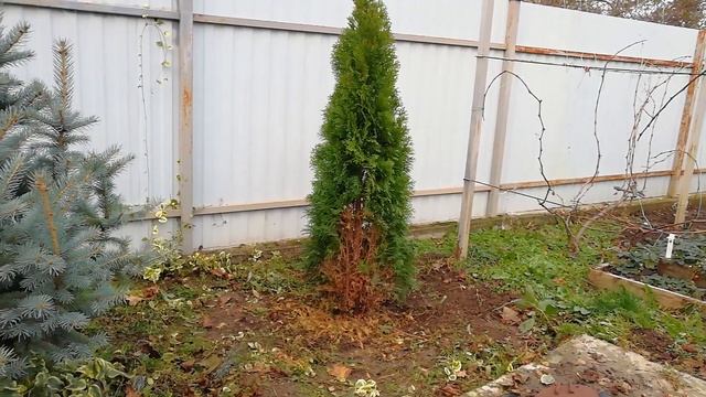 Пересадила пятилетнюю тую? смотреть онлайн