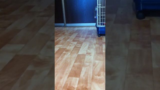 Передвижение хорьков по квартире ;) смотреть онлайн