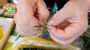 Как я зимой укореняю черенки розмарина? Какие черенки не укореняются? Секрет укоренения черенков
