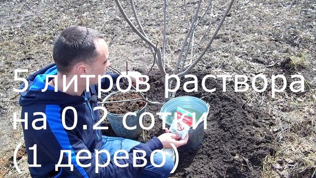 Спасаем сад от вредителей. Прикорневая обработка фруктового сада.