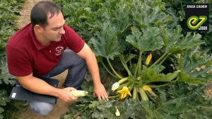 Кабачок Ардендо F1. Обзор.