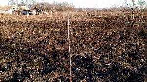 Обрезка саженца яблони. Обрезка яблони 1 год посадки. Обрезка яблони весной. Веретено ММ106.