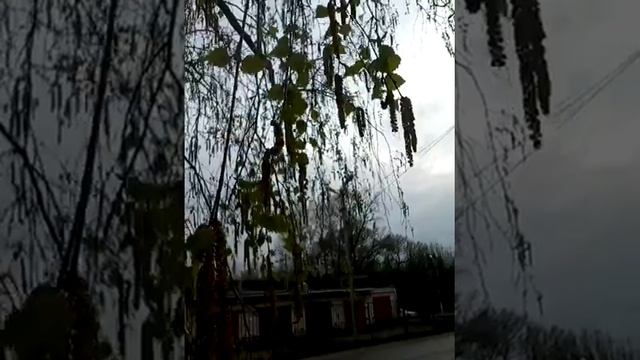 06.05.2020 ; Наро-Фоминск ; Вечер после дождя ; Береза с цветущими сережками смотреть онлайн