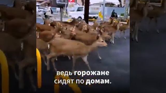 Питон проглотил что-то огромное смотреть онлайн