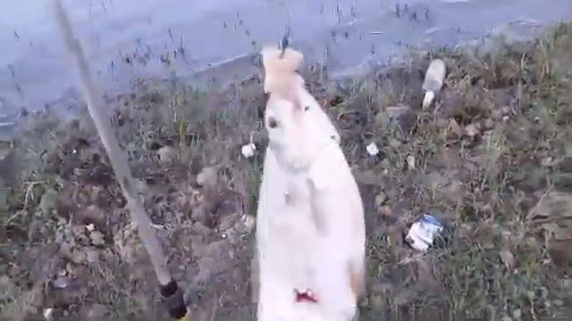 последние дни августа река кигач смотреть онлайн