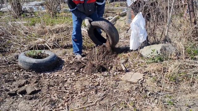 ЗАБРОШЕННАЯ ДАЧА, ПОСАДИЛА ПИОНЫ, ПОСЕЯЛА РЕДИСКУ