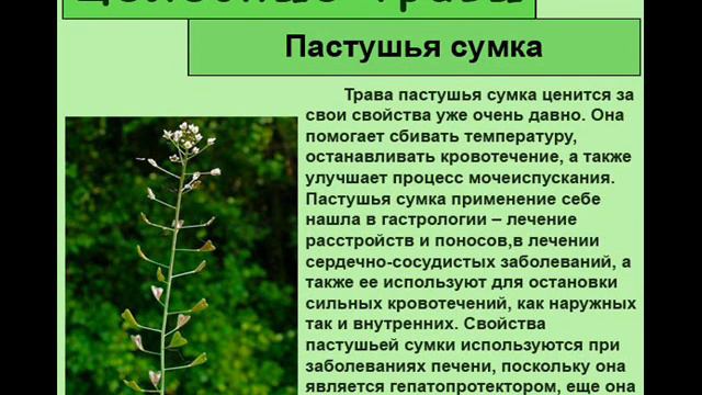 Пастушья сумка смотреть онлайн