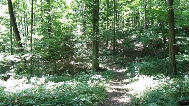 Germantown Metropark Robert K. Siebenthaler Natural Area trail. Video 9 смотреть онлайн