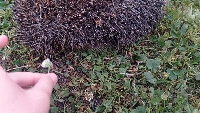 всем привет сегодня мы нашли ëжика он сам сем не колючий мы на пруду 🦔 смотреть онлайн