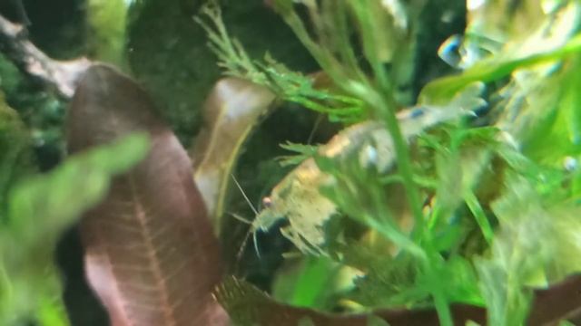 Релакс аквариумы с музыкой/Relax aquariums music смотреть онлайн