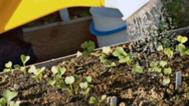 Крестоцветная блошка, как с ней бороться