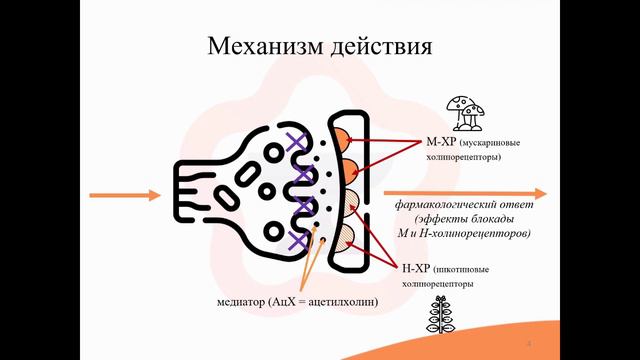 4.9. М+Н-холинолитики (М+Н-холиноблокаторы) (дополнительная) смотреть онлайн