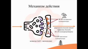 4.9. М+Н-холинолитики (М+Н-холиноблокаторы) (дополнительная)