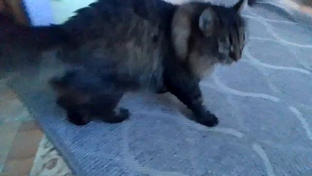 Кот Марс. Погладил. смотреть онлайн