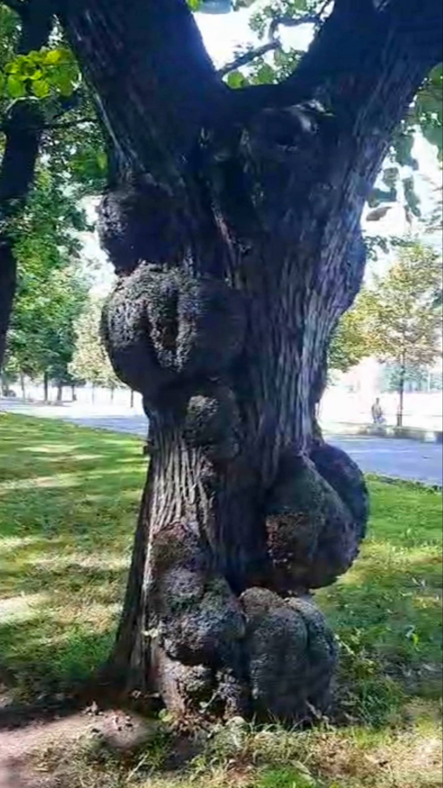 У дерева Слоновость? смотреть онлайн