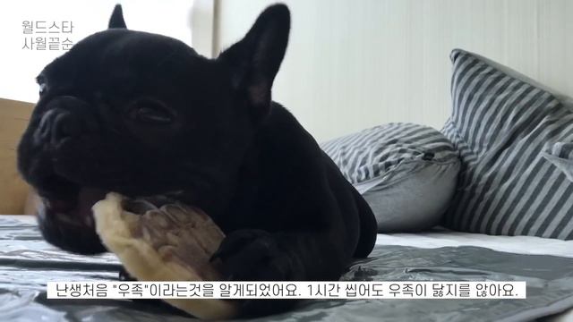 프렌치불독의 성장과정,  아기강아지가 성견이 되기까지! (귀여움주의, 사월이 성장기록)