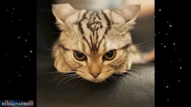 Что Чувствует Кошка, Если Её Обидеть? Что Кошка Никогда Не Простит Человеку? ¤ НЕОБЫЧАЙНОЕ смотреть онлайн
