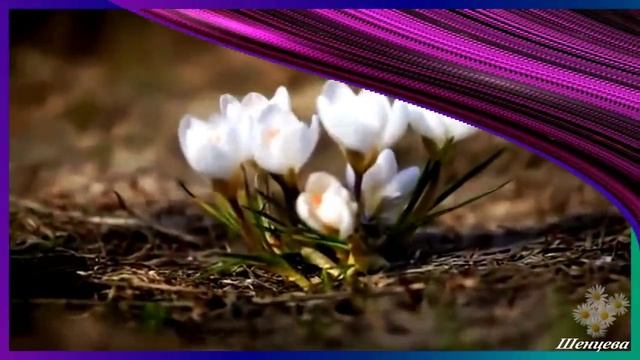 Судьба✦ - Какая необыкновенно красивая композиция Сергея Грищука смотреть онлайн