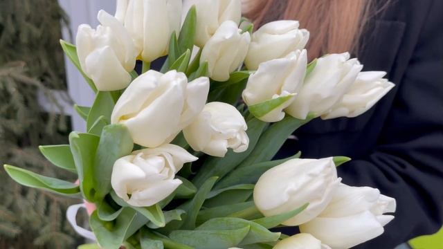 15 белых тюльпанов смотреть онлайн