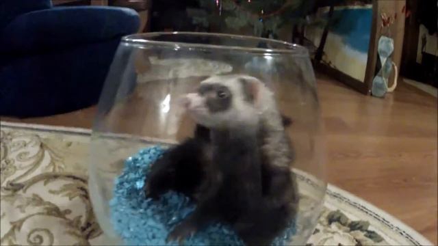 Хорек в аквариуме | The ferret in the aquarium смотреть онлайн