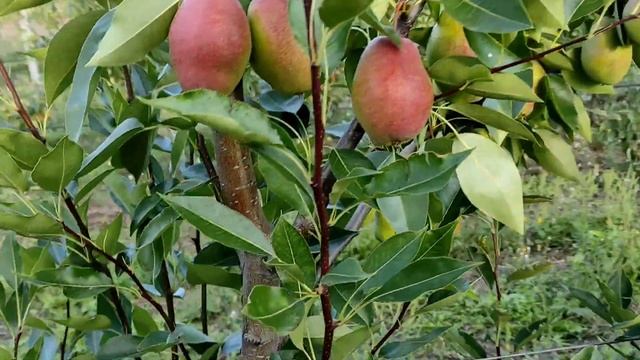 Груша Киргизская красавица, Сорт груши Талгарская красавица #сад #деревня #клубника #груша смотреть онлайн