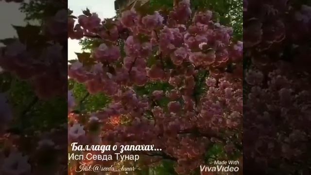 Баллада о запахах.На кухне я готовлю завтрак ,Как пахнет кофе и халва /Светлана Фомичева/Sevda Tuna смотреть онлайн