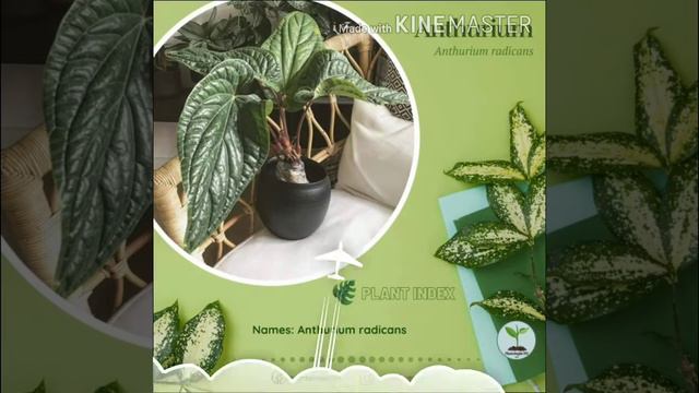 🌟2020 Plant Collection (Calathea, Caladium, Aglaonema, Begonia) - Plant Index by Plantologist PH смотреть онлайн