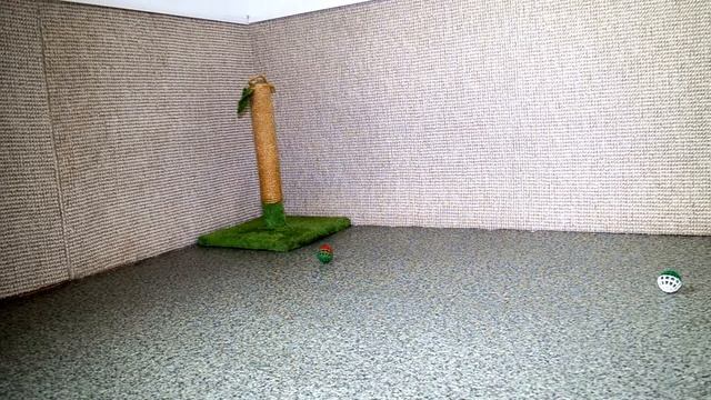 Dakota Gold, официальный питомник бенгальской кошки, после ремонта, часть 2 смотреть онлайн