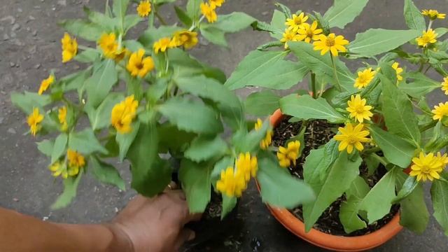Melampodium Plant (Butter Daisy, Showstar, Mini Sunflower, Margarita)  - English Subtitle