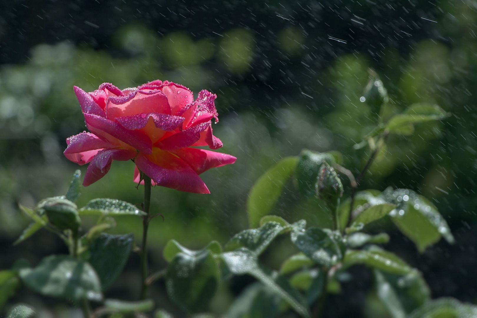Нежный шум дождя без грома для сна и учебы - 3 часа релакса в лесу смотреть онлайн
