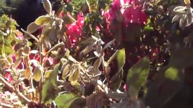 Rhododendron.MOD смотреть онлайн