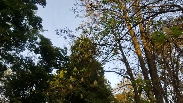 Цветение каштанов в августе. смотреть онлайн