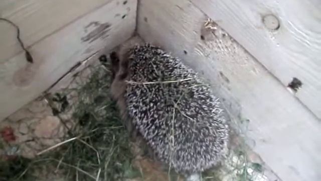 Ёж на даче... смотреть онлайн