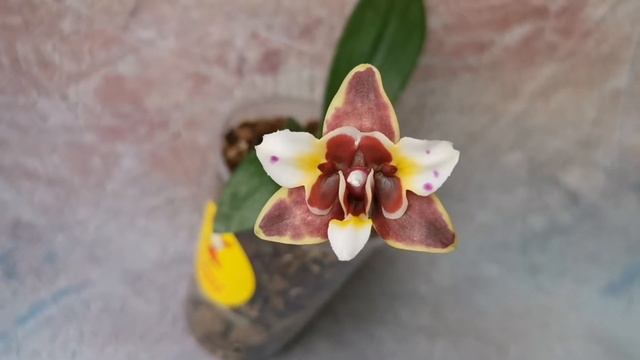 Phal. Yaphon Star Diamond '6602' - милейшая орхидея бабочка от азиатского садовника! смотреть онлайн