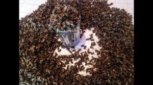 Пчелиный подмор – что это такое, чем он полезен и как его применять?