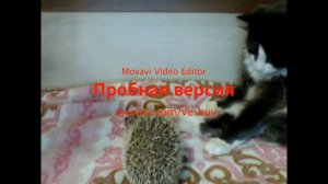 Кот впервые видит ежа