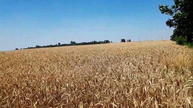 САМВЕЛ АДАМЯН КАК ДВА ДИBILA КАРЕТУ БАРИНУ МЫЛИ смотреть онлайн