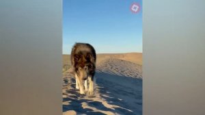 Animals Transformation _ I'm a Big Kid Now New..Tik Tok On Top..Tik Tok On Top..Tik Tok On Top..Tik