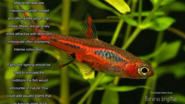 Boraras brigittae (Rasbora brigittae, Расбора бриггиты) смотреть онлайн