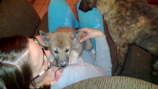 West Siberian Laika (западно-сибирская лайка) Puppy "Nina" смотреть онлайн