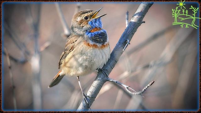 Голоса птиц Как поёт Варакушка (Luscinia svecica).mp4 смотреть онлайн