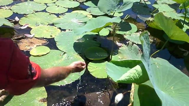 Свойства листьев лотосов смотреть онлайн