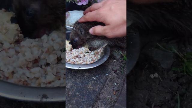 Наглый ёжик ворует еду у кота смотреть онлайн