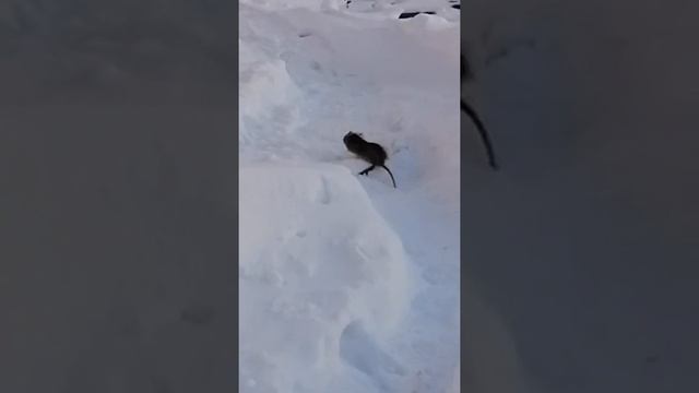 Ласка против крысы смотреть онлайн