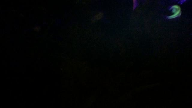 Глоуфиш: флуоресцирующие рыбы данио рерио смотреть онлайн